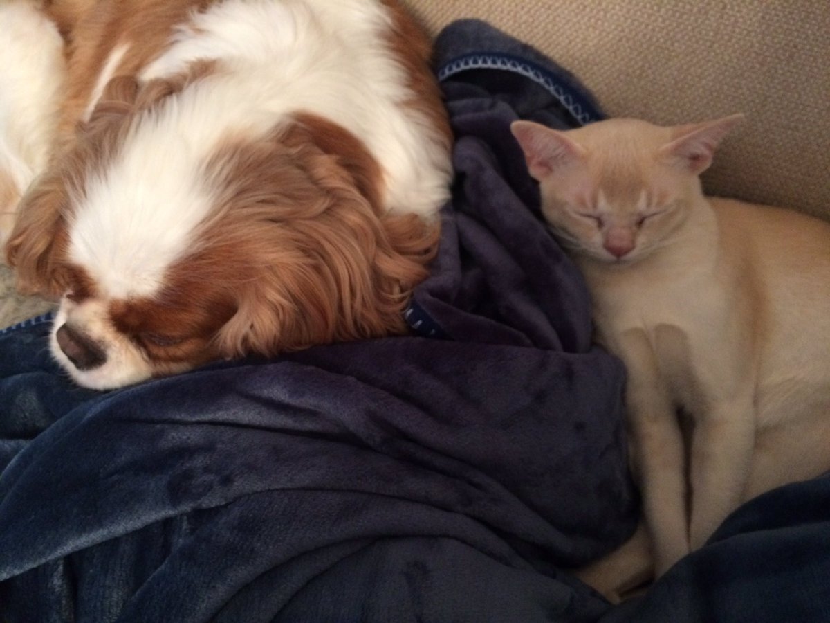 KingCharlieCav's tweet photo. It's a struggle, we have a new member to the family.... https://t.co/tVv1PTVkmh