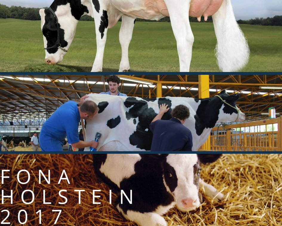 Holstein Américas tweet media