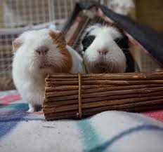 perctest's tweet photo. It's guinea pig month! https://t.co/vF3hzNKqT0
