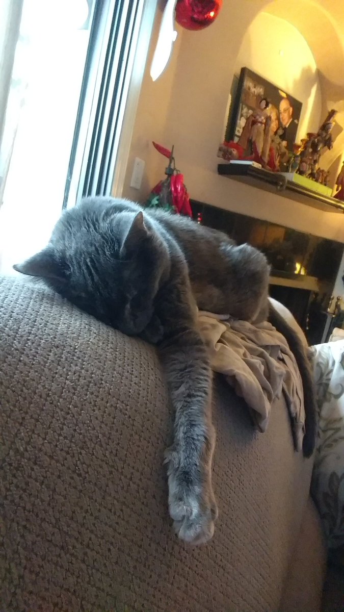 CrashOutKitty's tweet photo. #CrashOutKitty just need...a...little....nap...weekend...not...over...zzzzz https://t.co/oqIAGx55VQ