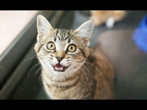 CatsDailyNet's tweet image. #cats Cats Talking and Arguing With Their Humans Compilation - catsdaily.net/cats-talking-a… #RT #Retweet