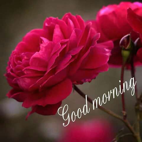 GurpreetMannRAJ's tweet image. #FunSessionWithFDD good mrng guru @Gurmeetramrahim and Sister @insan_honey ji