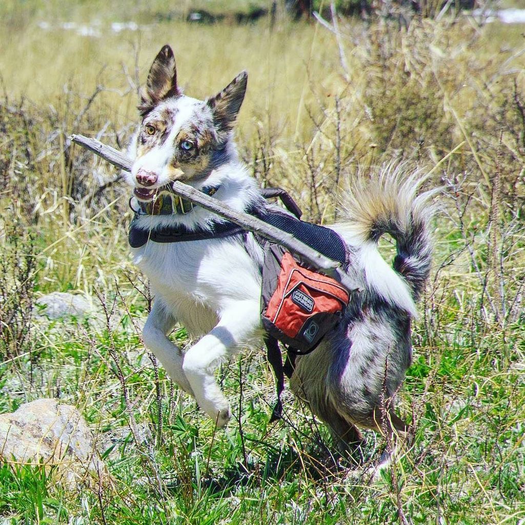 KasiaPetKeeping's tweet photo. Yoshi who belongs to @thedoggiedojo is so cute!
#bordercollielove #bordercollies #derpdog #happydog #dogsofinstgr… https://t.co/a71Ir0NkMZ https://t.co/jMmUr6X93W