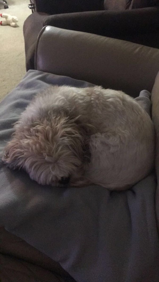 I'm a croissant 🥐  #dogsoftwitter #shihtzu #croissant #freshbaked #sundaysnuggles