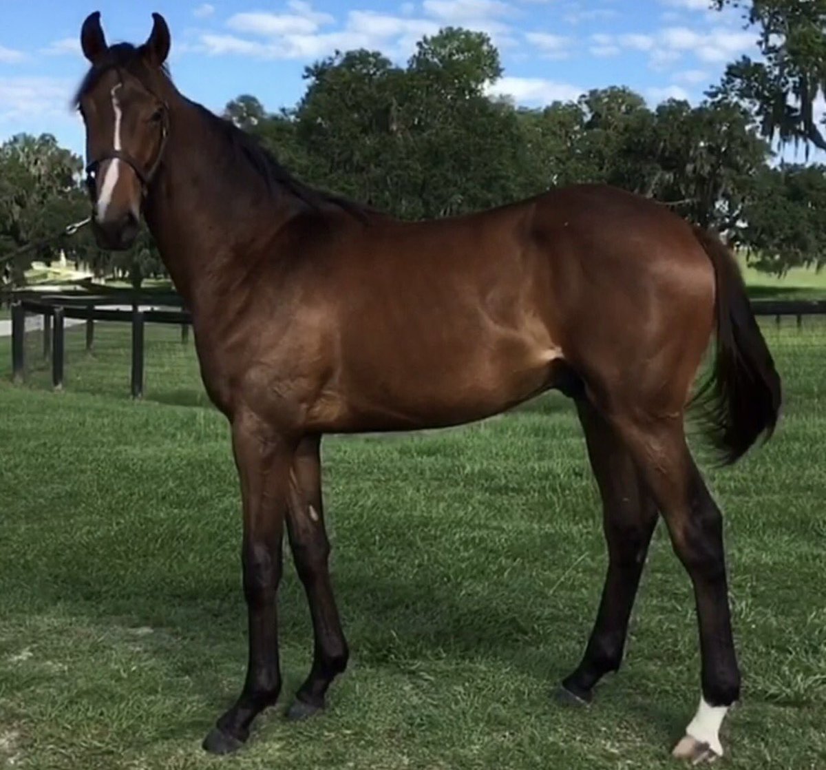 RenCarothers's tweet photo. My Shackleford yearling, Shahkaar, just keeps growing! 💖🏇💖 #DerbyDayBaby #FancyEars https://t.co/JDCsfcc1fK