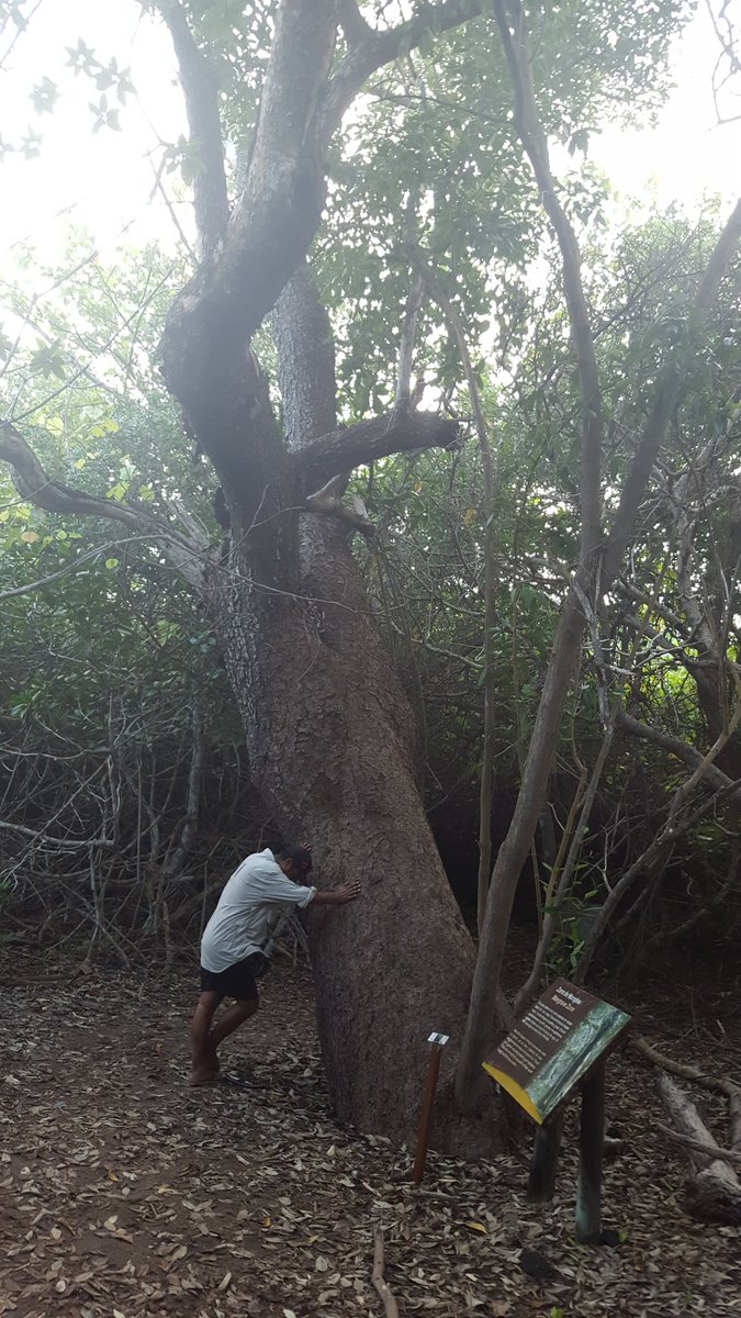 400 jaar oude black mangrove vandaag op Galapagos eilanden (Isabella). Indrukwekkend! #Ecuador #Galapagos #toekomstbomen #geluksmomentje
