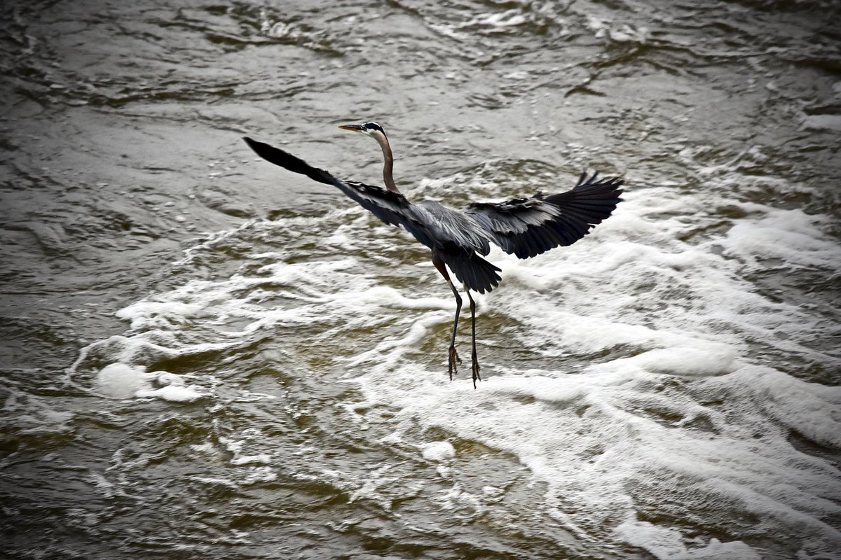 #GreatBlueHeron #InFlight #Fishing #OsageRiver #BigBird #BagnellDam #LakeoftheOzarks #WingSpan #CirclingBack #Patient