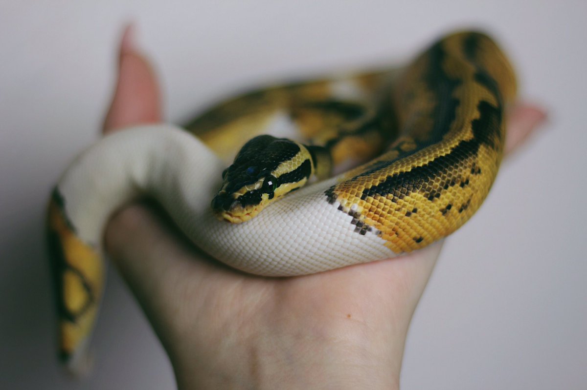 taylorndean's tweet photo. "Snakes are scary" yea I agree look at my danger noodle https://t.co/Qfpe8tLaWi