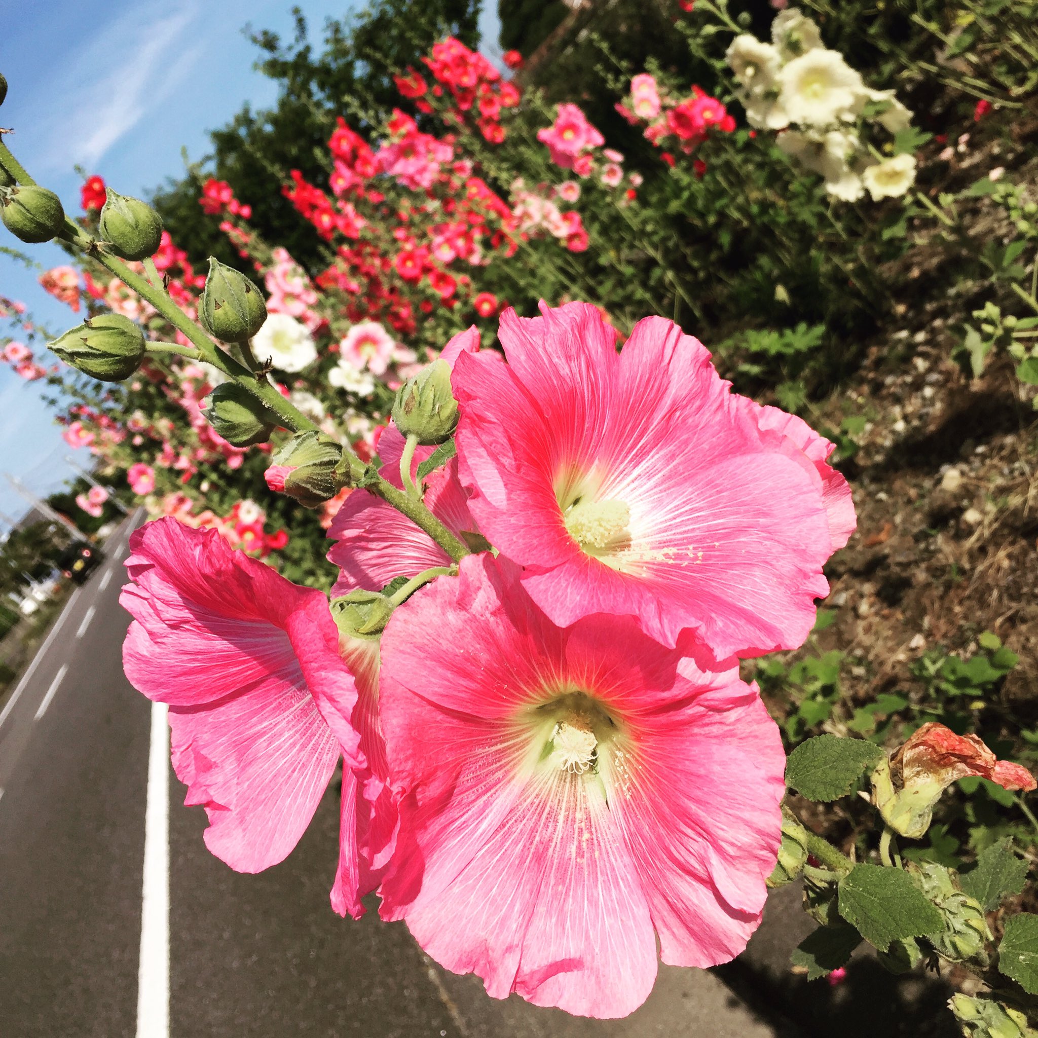 梅雨時に咲く花タチアオイ Twitter Search Twitter