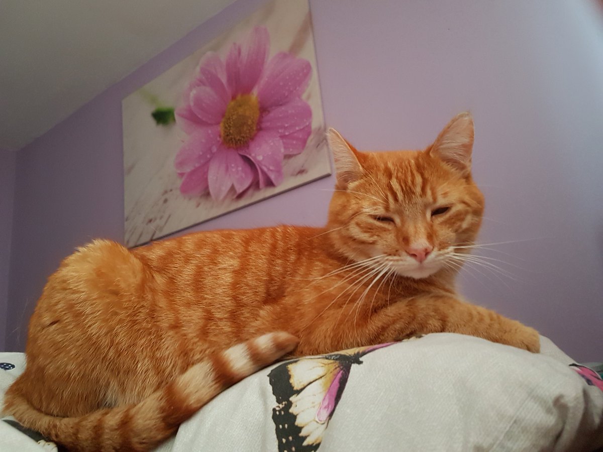 RT <a href="/mattleslie74/">Matt Leslie</a>: Ginger is missing. He’s very friendly &amp; is chipped. If anyone in #Lisburn sees him please msg me