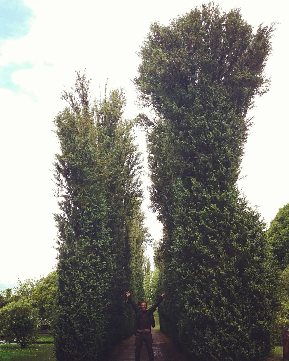 jessemuddyboots's tweet image. Tallest box hedging in the world @BirrCastle #Guinessworldrecord #Boxhedging #Passmetheshears