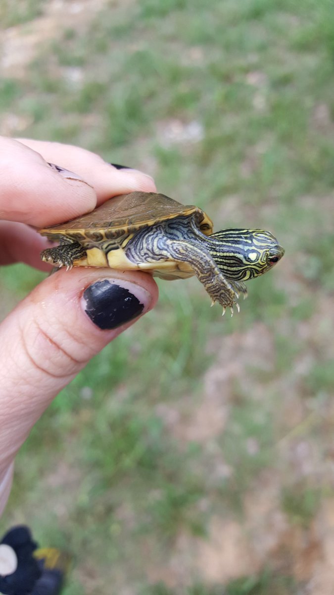 A_RazzBerry's tweet photo. When the turtle is both tiny and has a little heart in the side of it's head.🐢❤ #tinyturtle #graptemys #northernmapturtle https://t.co/aPa8luVxnv