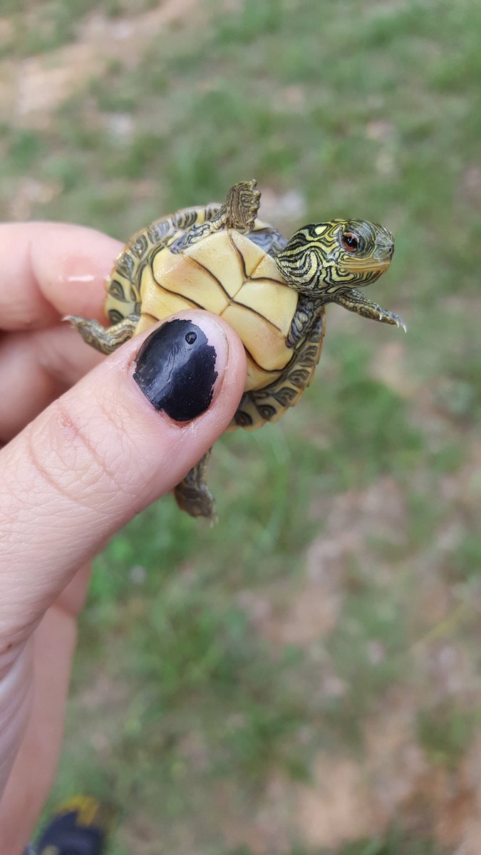 A_RazzBerry's tweet photo. When the turtle is both tiny and has a little heart in the side of it's head.🐢❤ #tinyturtle #graptemys #northernmapturtle https://t.co/aPa8luVxnv