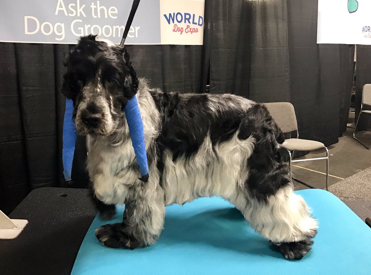Had so much fun representing <a href="/TeamPetSmart/">PetSmart Grooming Team</a> at the World Dog Expo. It was an honor to groom alongside the best in the world! @PetSmart_DaveK