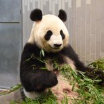 お披露目が楽しみ!上野動物園のシンシンが無事出産に成功!
