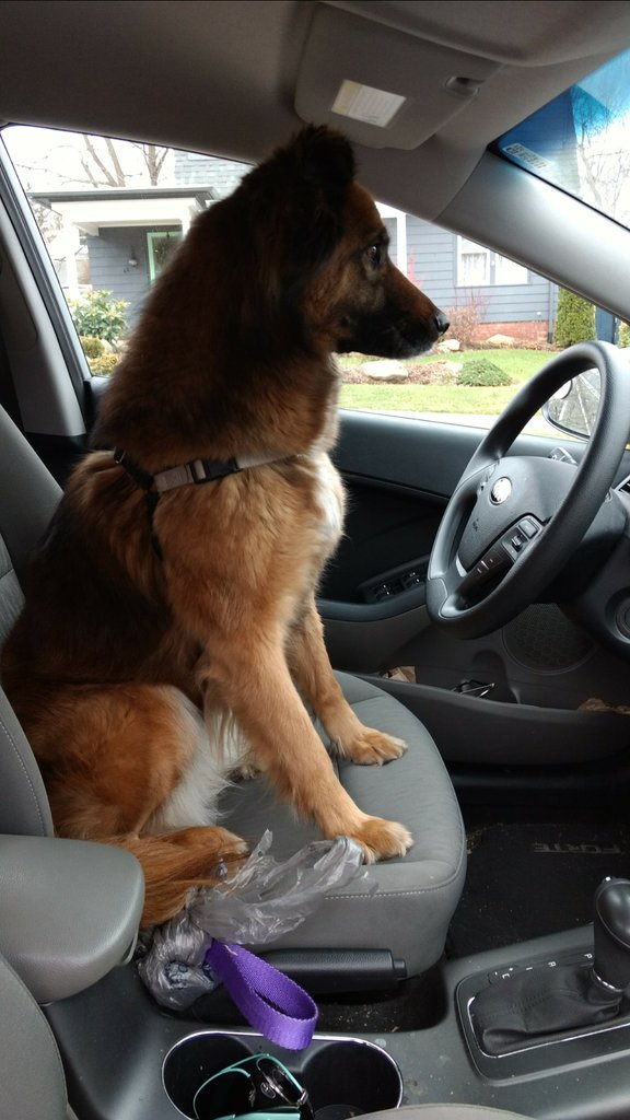oliviarose612's tweet photo. @CIPYDPodcast This is Skye 🐕 She is a German Shepherd/Chow rescue ❤️ She loves going for car rides and listening to the #CIPYDPodcast https://t.co/jThpVRjNxA