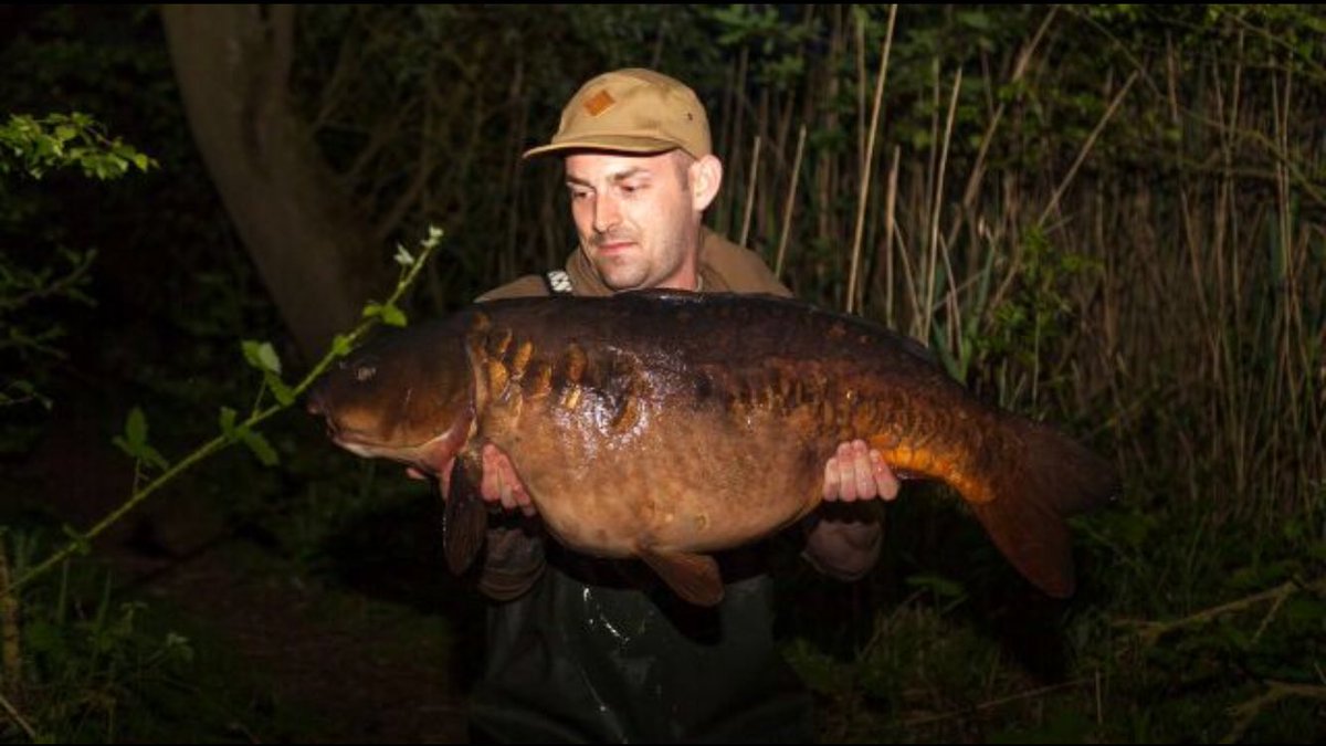rbafishingbait's tweet photo. a new PB mirror at 32lb 7oz 😎 the number 2 fish in the lake "DROP TAIL LIN" #spicykril #uk30 #mesters #RBA https://t.co/Qei1MWQnBm