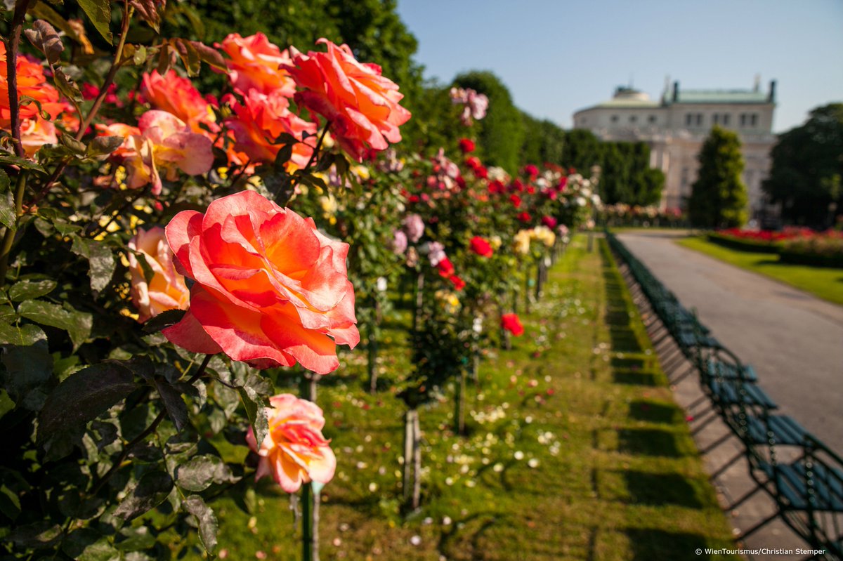 RitzCarlton's tweet photo. Take an idyllic morning walk through the romantically “Volksgarten” where over 400 types of roses blossom! https://t.co/8GPYP9WwMg
