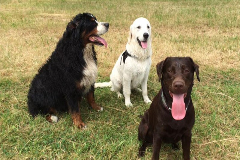 Deze week controle op hondenbelasting.  Uw hond nog niet bekend? Geef dat dan snel door. Info: bit.ly/2sdexyx