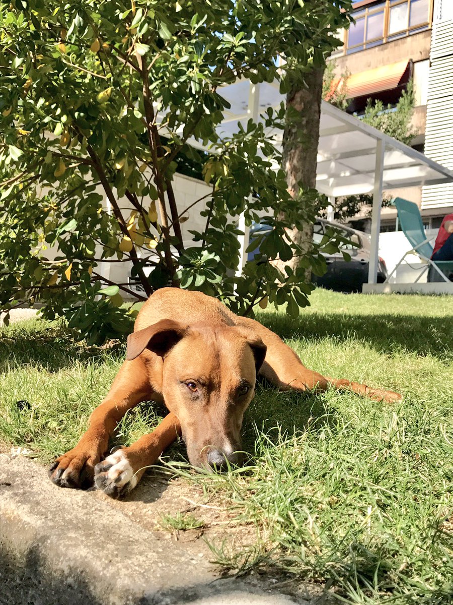 Dos años dejándome vivir con él y pagarle las facturas #Hulk #dogs #perros #lavidaperra