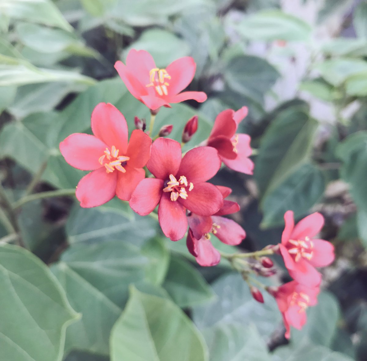 iTweetard's tweet photo. Summer blooms behind the office. #RefreshingViews https://t.co/pq2TEkh6yo
