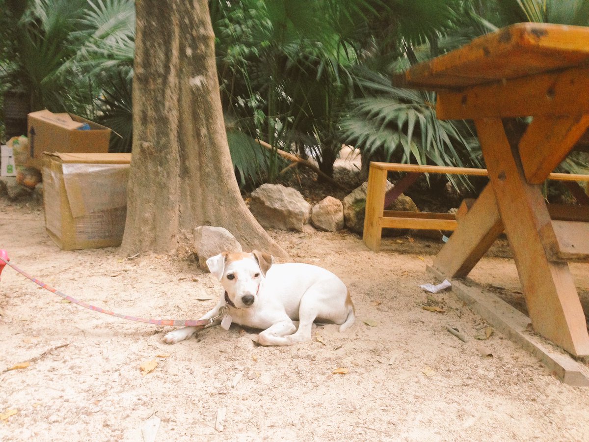 #FelizLunes PDC nos vemos mañana para disfrutar de una semana más al #AireLibre disfrutando el canto de aves y el silencio de árboles.