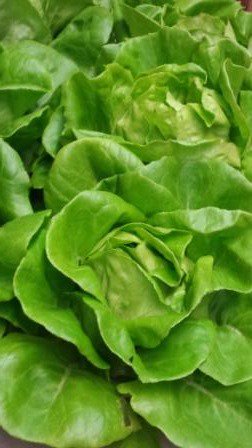 CurriesMarket's tweet photo. #HydroponicLettuce is grown in a nutrient solution without soil – Try it! https://t.co/ksCC4DieJo