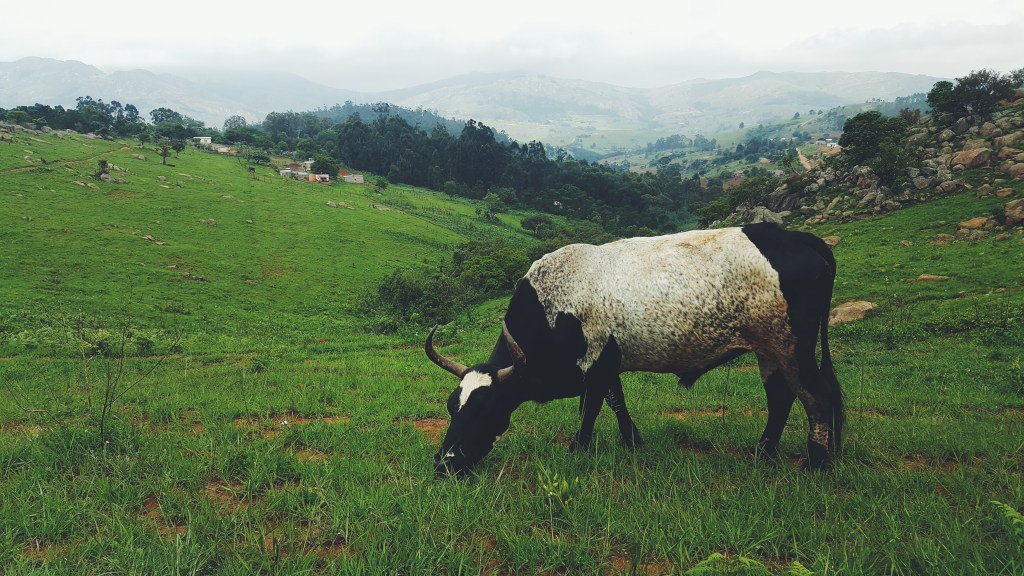 Ehrard's tweet photo. 5 Swazi Surprises https://t.co/nFOd2Mg7uu https://t.co/f1ue1qEhCh