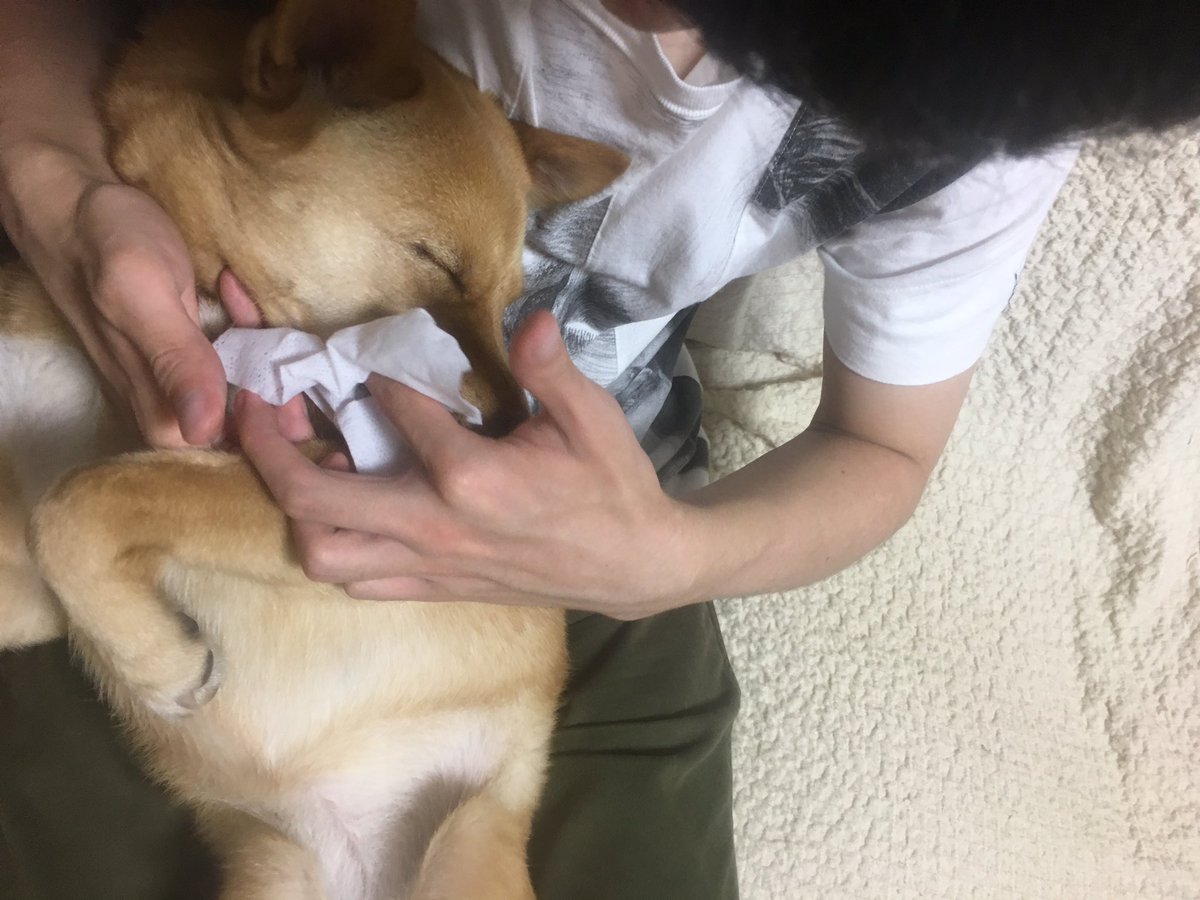 rin77_wanko's tweet photo. 歯磨きしてもらうの気持ちいい… https://t.co/hPewEld385