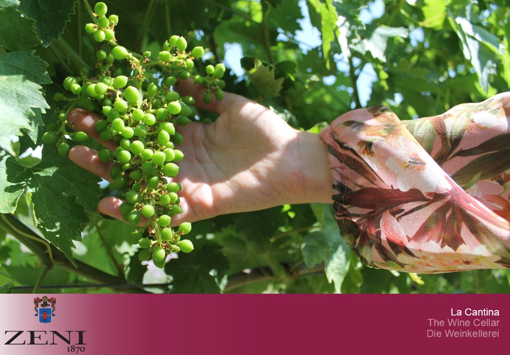 Zeni1870's tweet photo. New #Corvina vineyard behind our wine cellar. Fruit setting is come, in perfect weather condition with temperature range and sunny days https://t.co/4UTziu9GCq