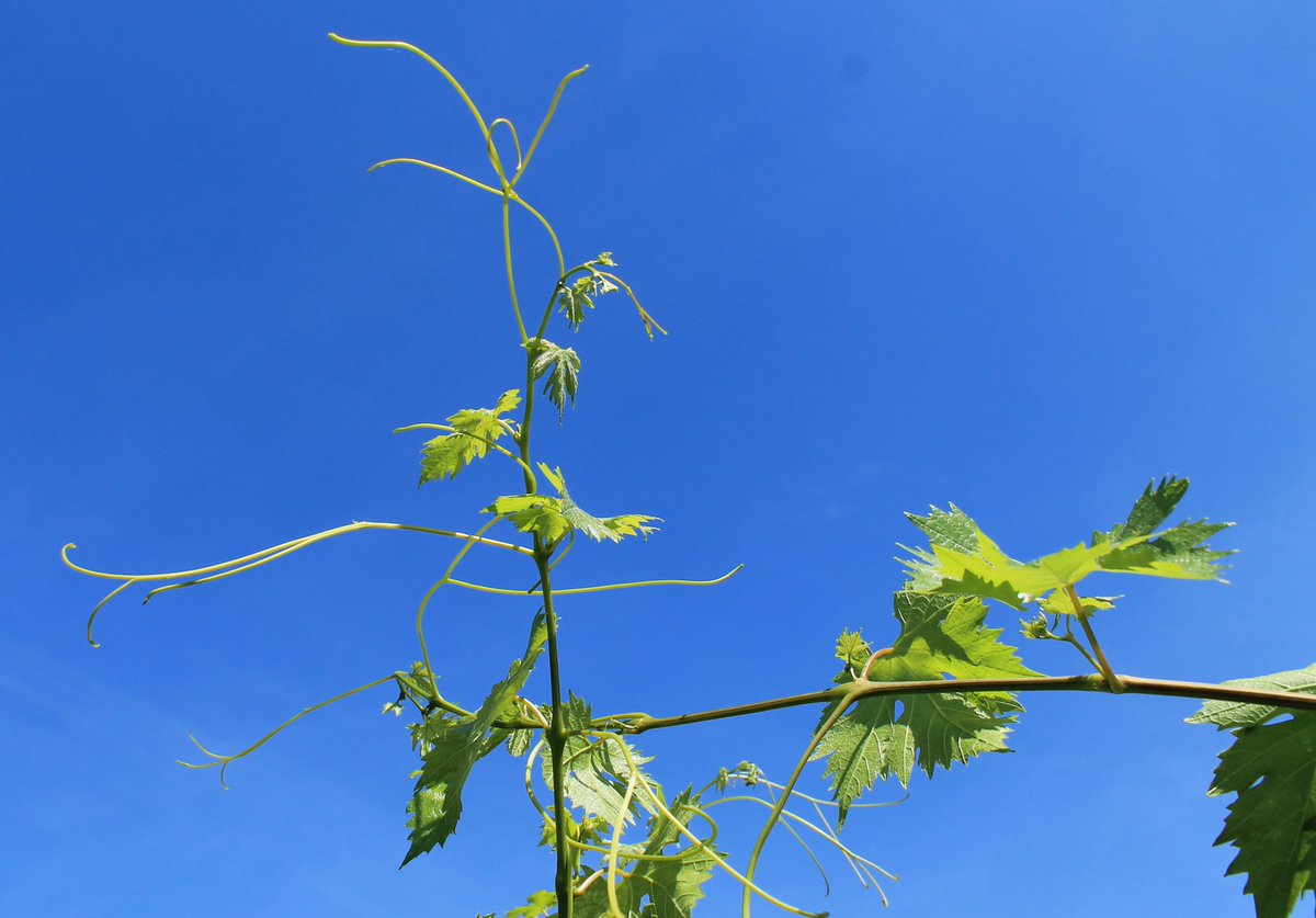 Zeni1870's tweet photo. New #Corvina vineyard behind our wine cellar. Fruit setting is come, in perfect weather condition with temperature range and sunny days https://t.co/4UTziu9GCq