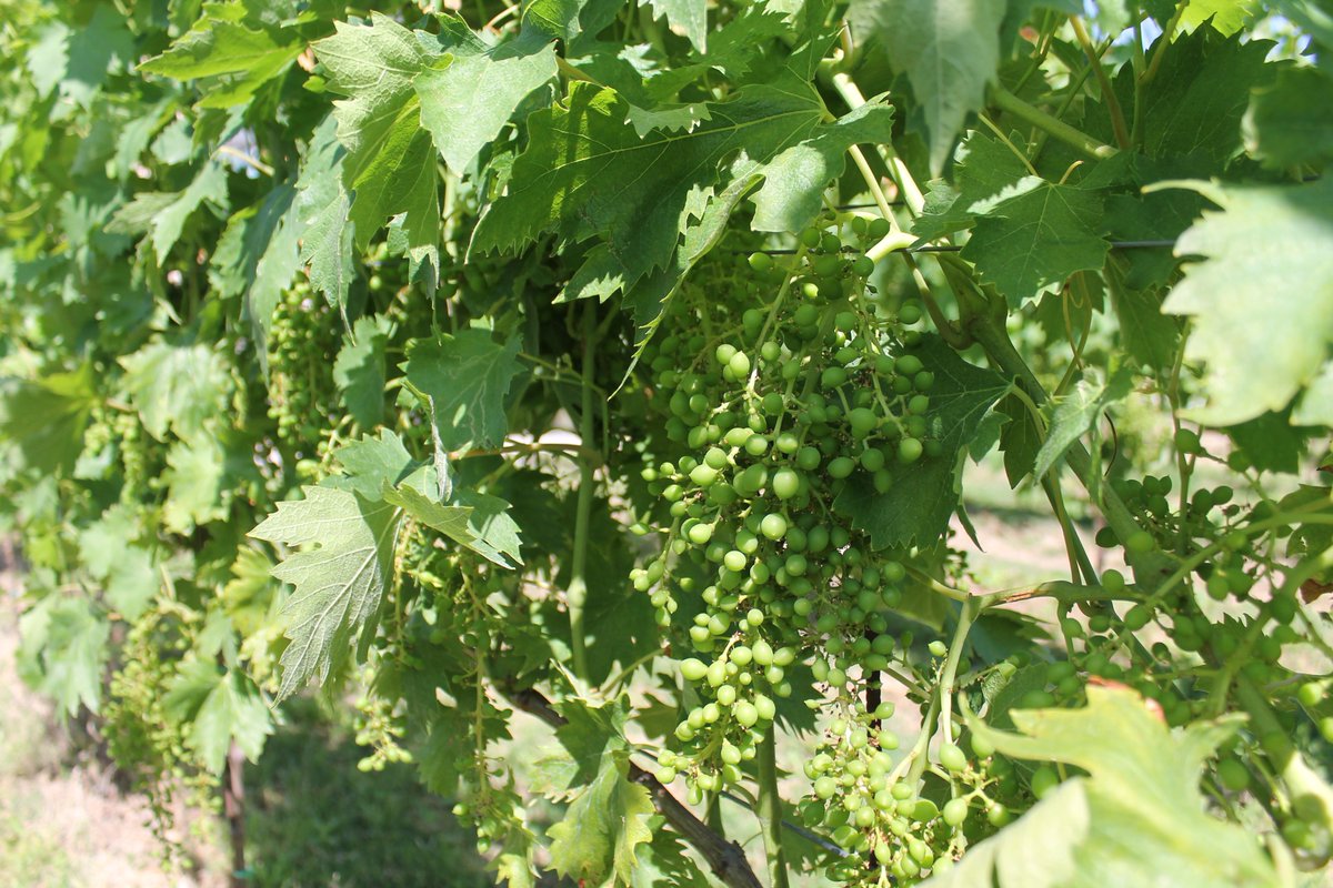 Zeni1870's tweet photo. New #Corvina vineyard behind our wine cellar. Fruit setting is come, in perfect weather condition with temperature range and sunny days https://t.co/4UTziu9GCq