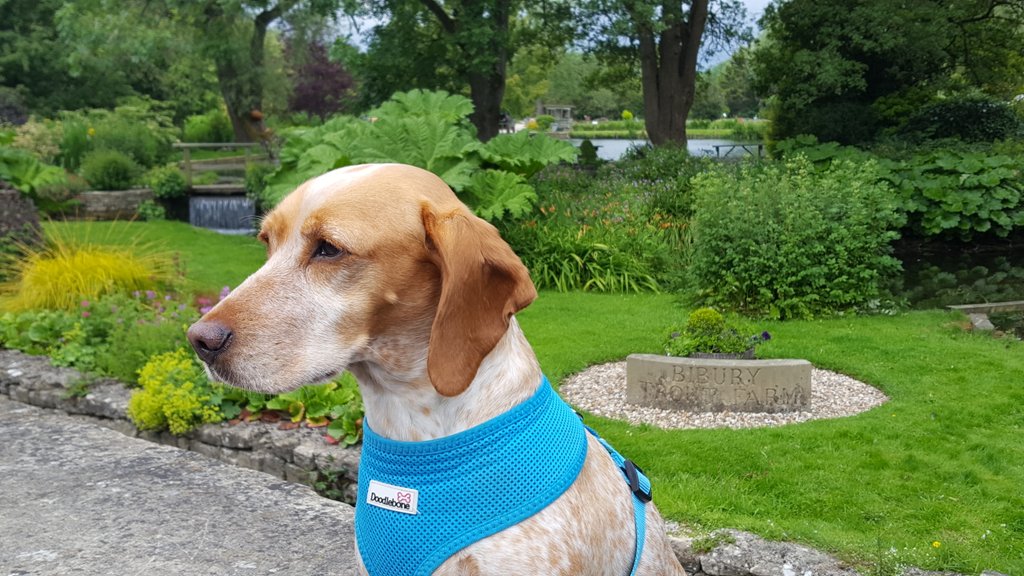 Back at bibury trout farm..shooting more video again, this time marny is the star of the show