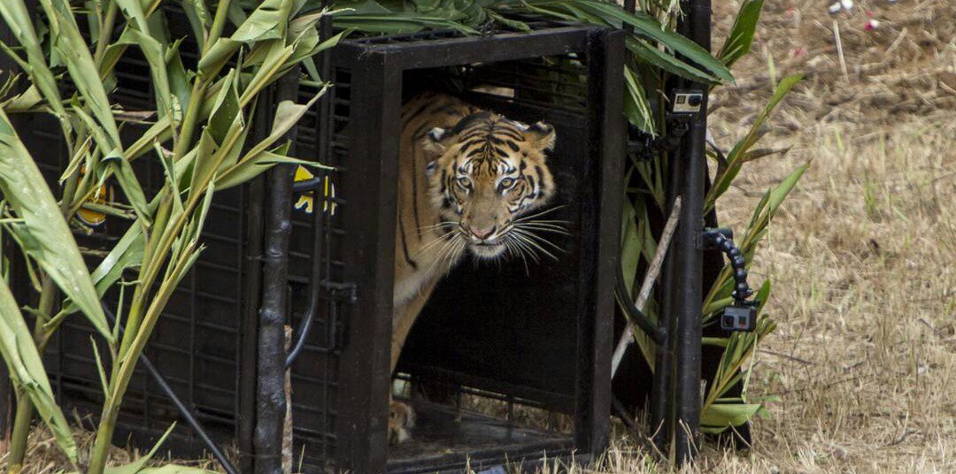 SumatraTigers's tweet photo. Muli, a Sumatran Tiger that was recently released back into the wild #SumatranTiger #HarimauSumatera https://t.co/o6uNqVxCHa