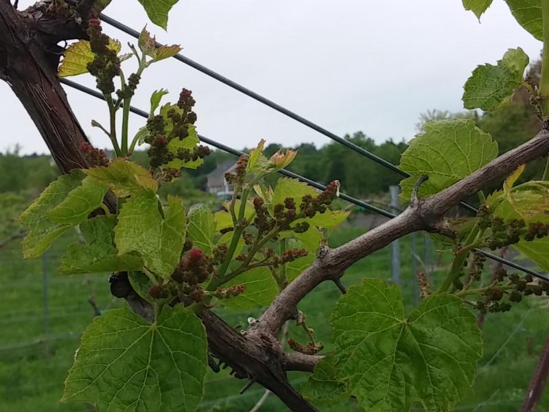 AaronapCellars's tweet photo. Come watch us grow! #masswine #marquette #arandell #chambourcin #estatevines https://t.co/ARypCjO9Uu https://t.co/ODakPQyuG1