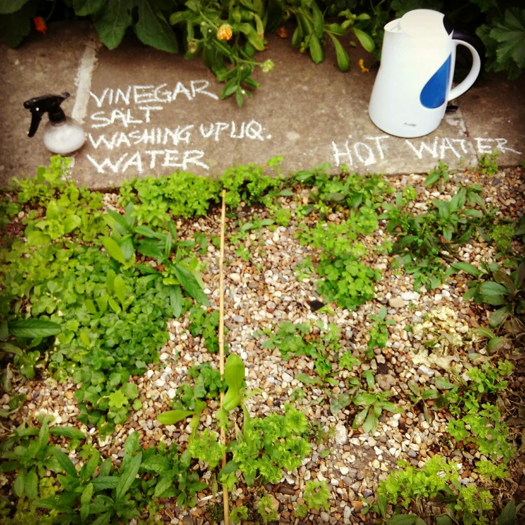 ResPoss's tweet photo. #Natural #weedkiller contest: #vinegar & #salt vs #boilingwater. Winner TBC! #ecofriendly #DoSimpleThings #ThinkBetter #garden #gardening https://t.co/E9UMlkcI8l