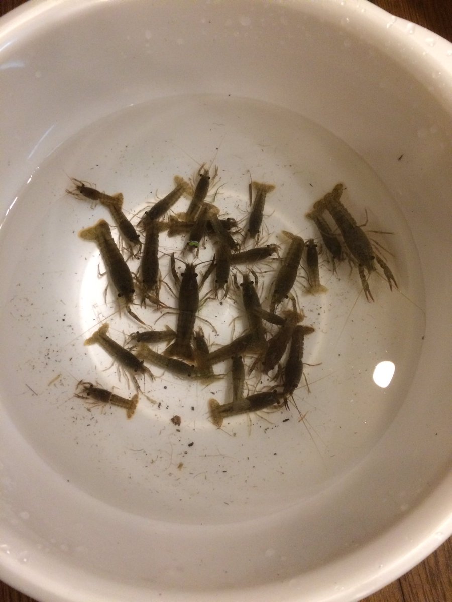 釣りキチたかちゃん エサ取ってきましたー笑 尾久野原公園ってとこでこの小さな網と桶だけで 30分でこんな感じ 子バスがうようよいたから 親バス居るな 今度はバス狙いで行く 今回は エサ取りってことで ザリガニチビ30くらいとスジエビ