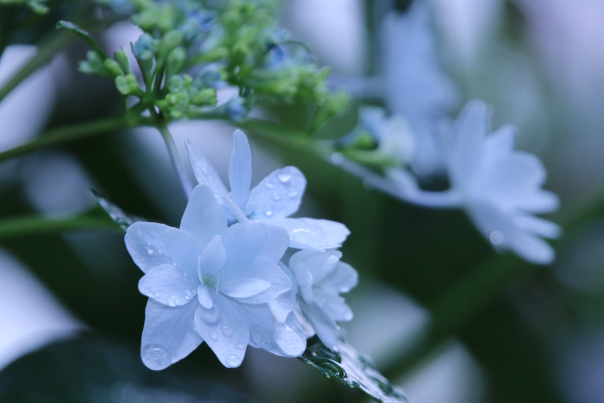 Yoko Ito スミダノハナビ 庭の墨田の花火 待ってたよ 素敵な紫陽花 花 紫陽花 スミダノハナビ 墨田の花火