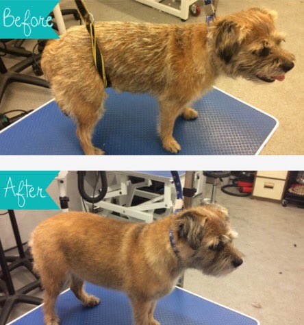 copedogs's tweet image. Meet Bonny she had a full handstrip looks and feels like a little princess 🐾🐶💕🐾#doggroomer #stokeontrent