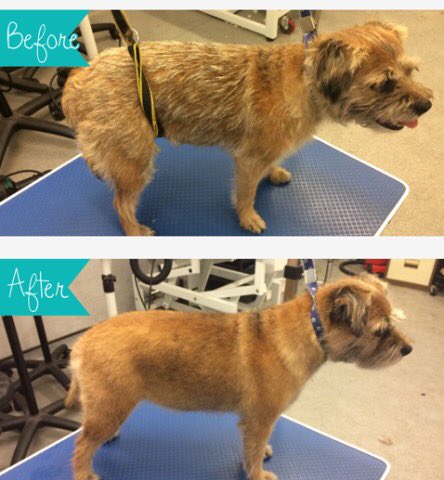 copedogs's tweet image. Meet Bonny she had a full handstrip looks and feels like a little princess 🐾🐶💕🐾#doggroomer #stokeontrent