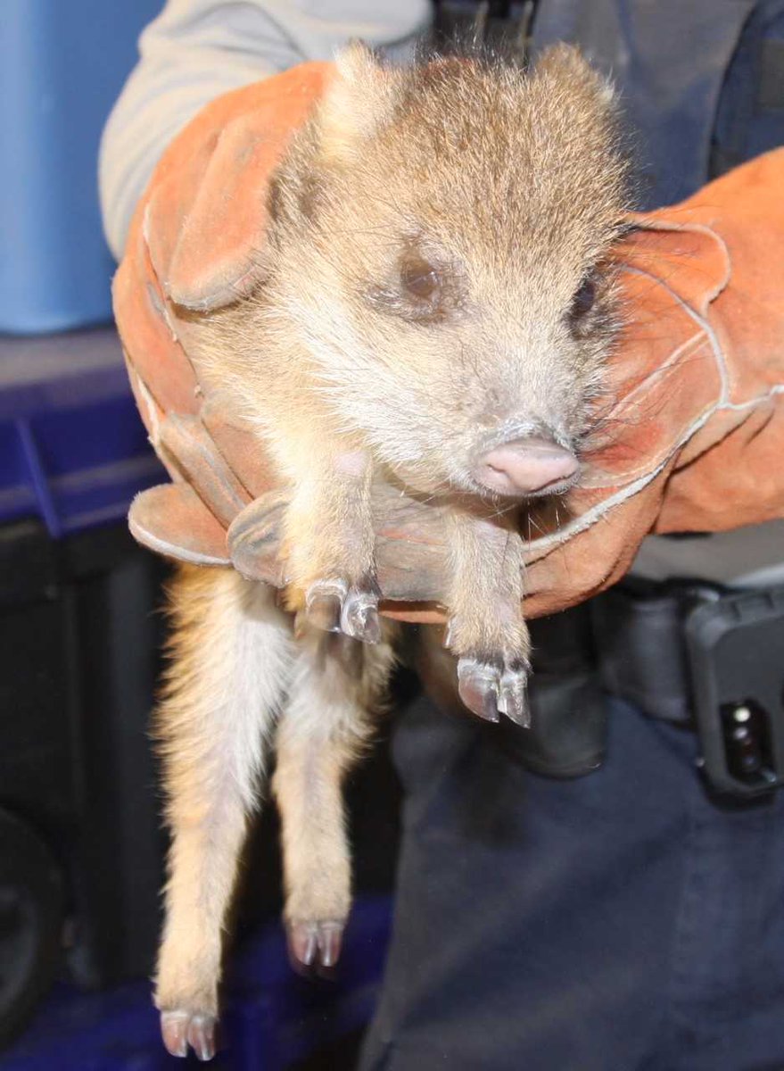 CBS5AZ's tweet photo. #ArizonaGameandFish are requesting all #Arizona residents to, Leave baby #wildlife alone! https://t.co/Q9xXcz41pP https://t.co/U8oHn67EMZ