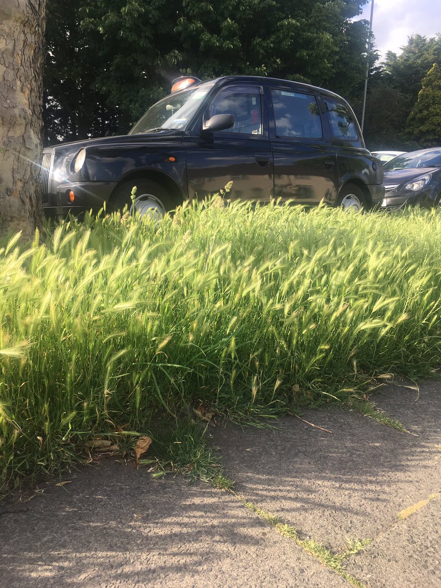 KevinMostyn1's tweet photo. Dear @LBofHavering, Ive had a corn field growing outside the front of my house for weeks. What does my £145 a month council tax go towards? https://t.co/LHtSvH1krB