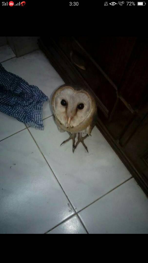 Karan60067522's tweet photo. One of owl in my pent house ....
#FolloForFolloBack https://t.co/zmiv9aFtaW
