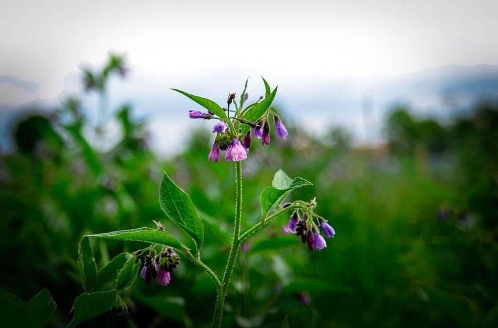 bogardclemens's tweet photo. Summertime and the living is easy! #flowers #dof #colours #nature #naturekillerz #nature_lovers #srs_nature #uppsa… https://t.co/ruocj2AdZ7 https://t.co/n0hmGuUav7