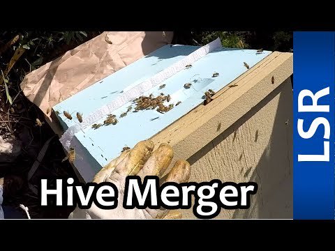 Beekeeping HQ tweet media