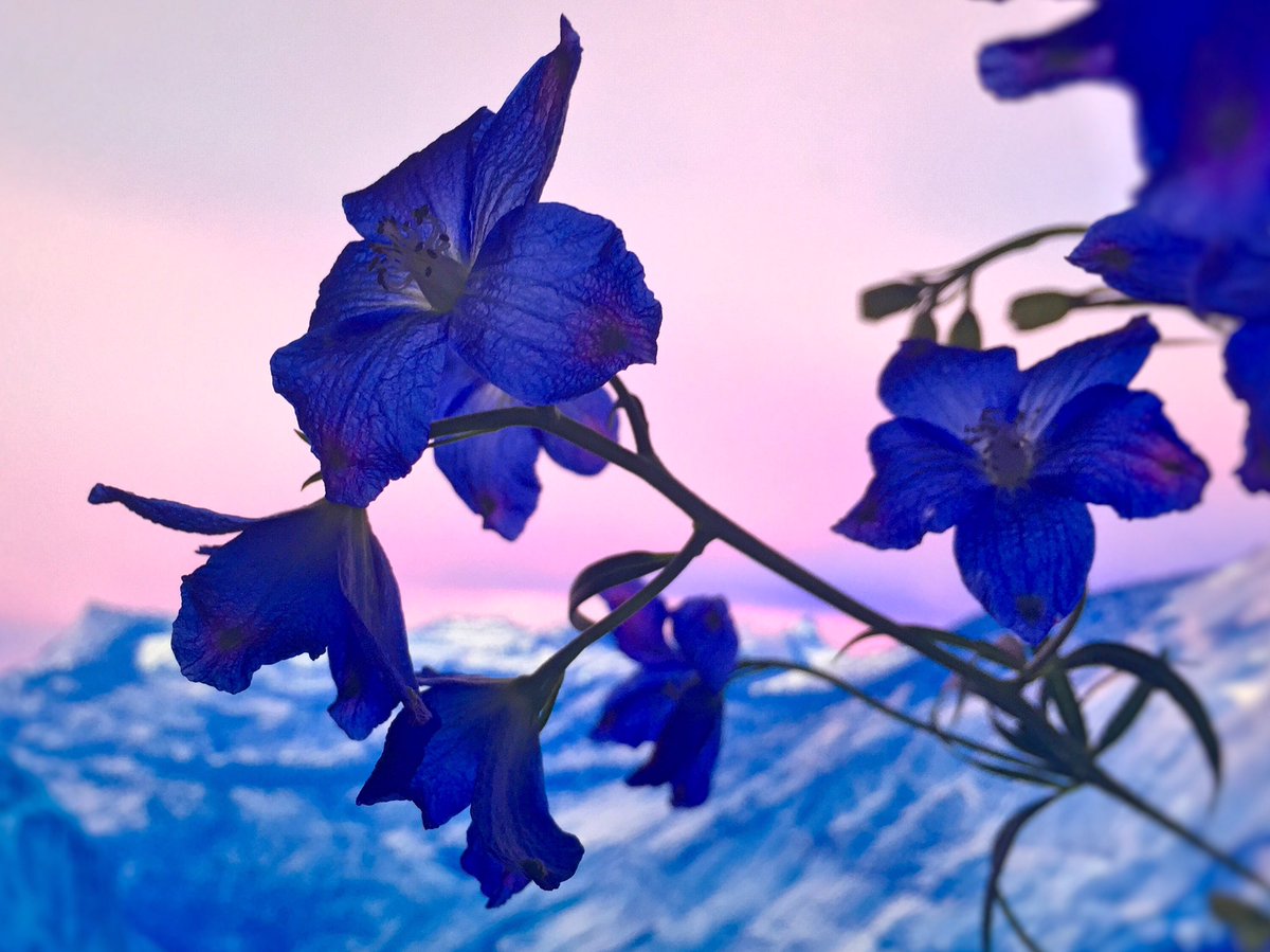 A Twitter デルフィニウムってお花を飾り始めたんだけど 青がこの世界で一番ってくらい本当に綺麗で観るたび幸せになる んだ 背景はmacの壁紙