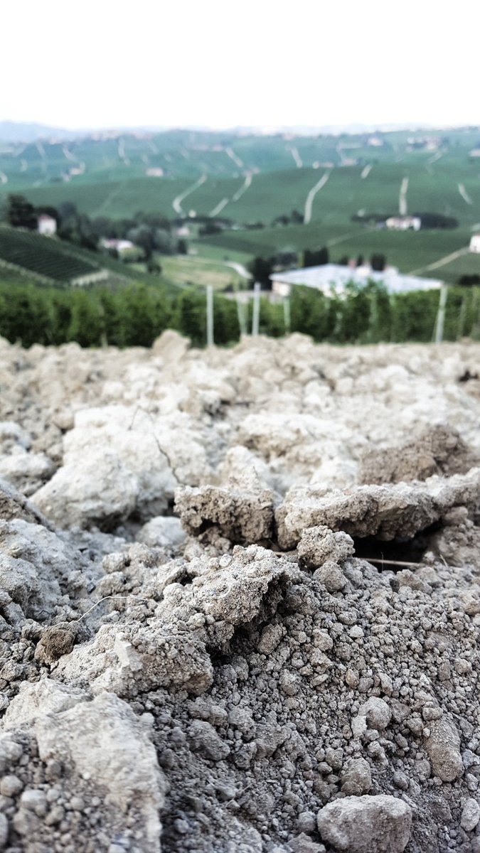 7density's tweet image. Calcerous clay soils of the #Cannubi vineyard of #Barolo - spending the next 6 days in this paradiso!