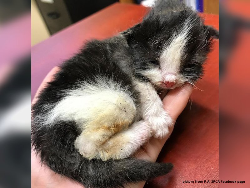 The Kittens are Healing dlvr.it/PLlWR0 https://t.co/kaKWfPUq0O