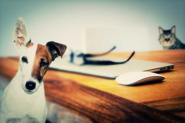 Guarda il Video: baubaunews.com/miscellanea/as…>Assicurazione per Animali, quali polizze scegliere