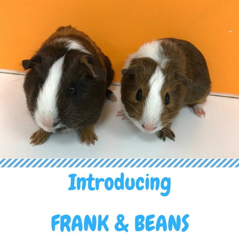 Pawsitively_Pet's tweet image. Meet our new baby guinea pigs who now have names!!!! Frank and Beans!!! #guineapig #rescues #animallife #pawsitivelypetsforkids